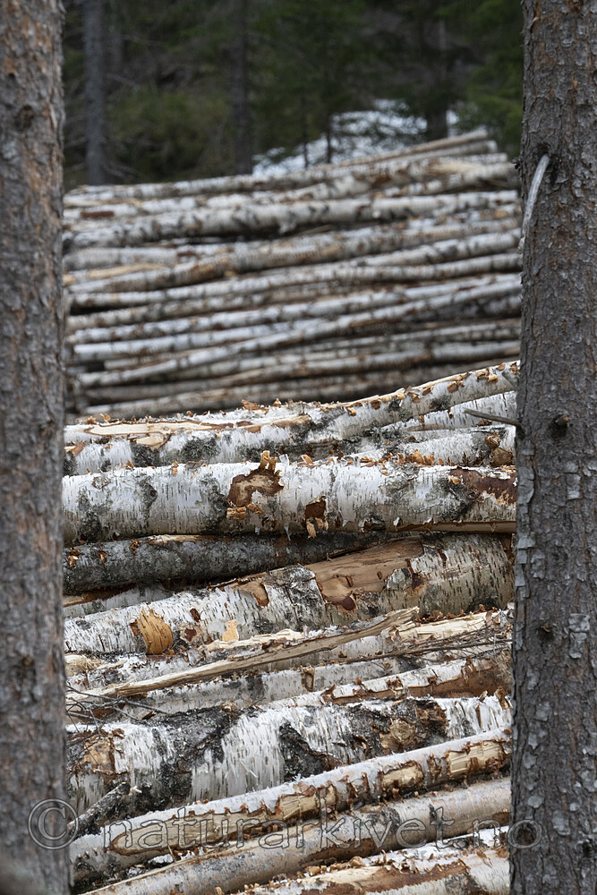 BB_20240507_0001 / Betula pubescens / Bjørk