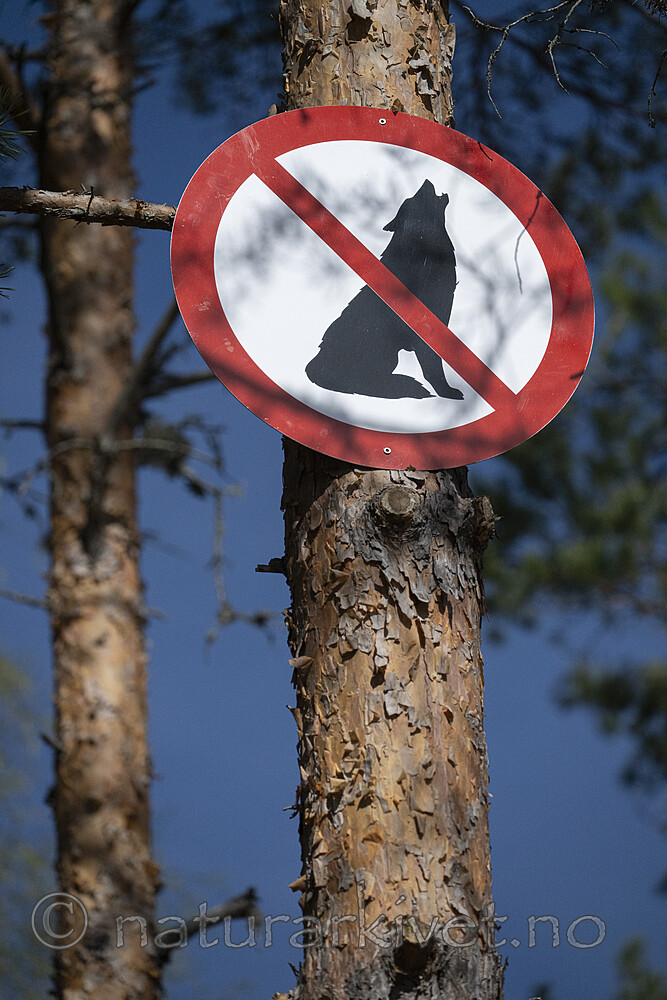 BB_20240510_0003 / Canis lupus / Ulv