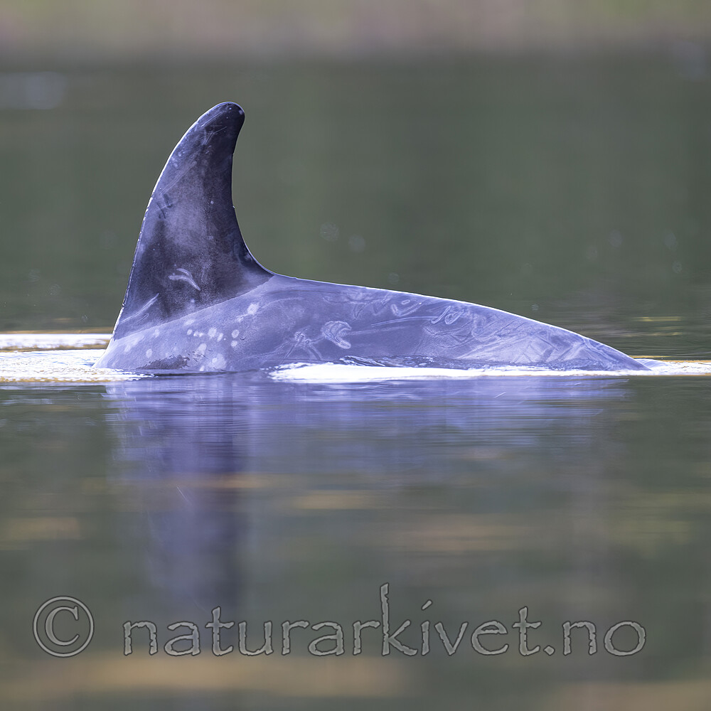 BB_20240529_0019fokus / Grampus griseus / Arrdelfin
