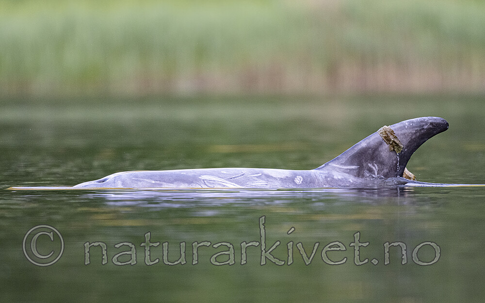 BB_20240529_0027 fokus / Grampus griseus / Arrdelfin