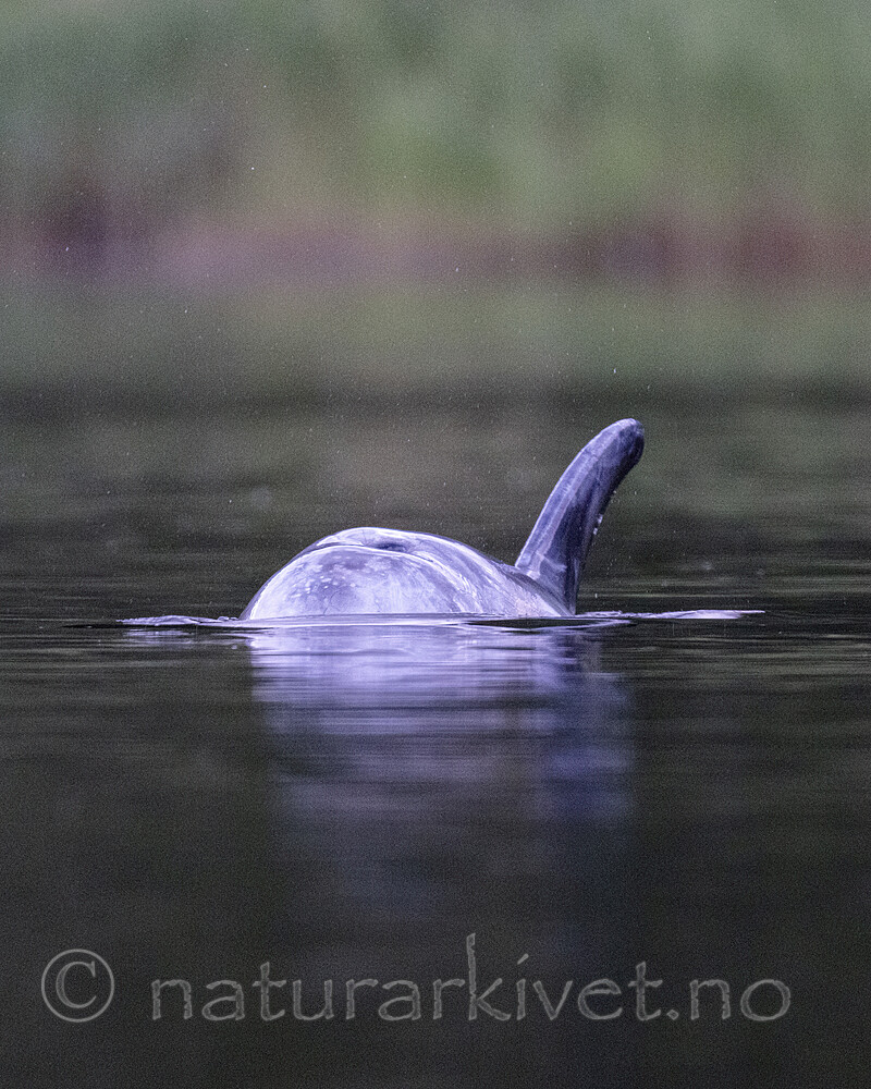 BB_20240529_0106 fokus / Grampus griseus / Arrdelfin