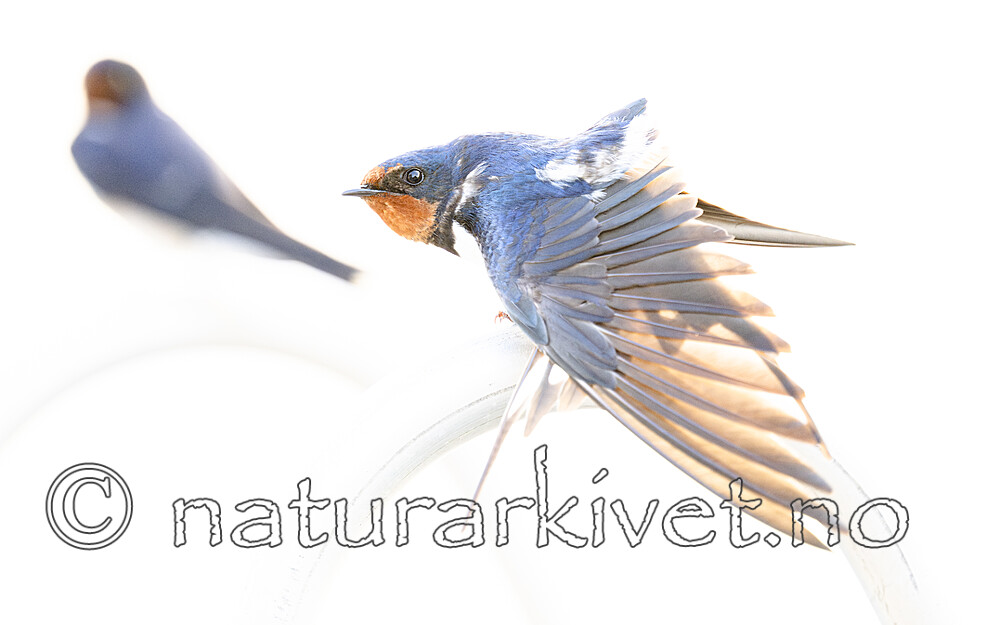 BB_20240601_0022-Forbedret-NR / Hirundo rustica / Låvesvale