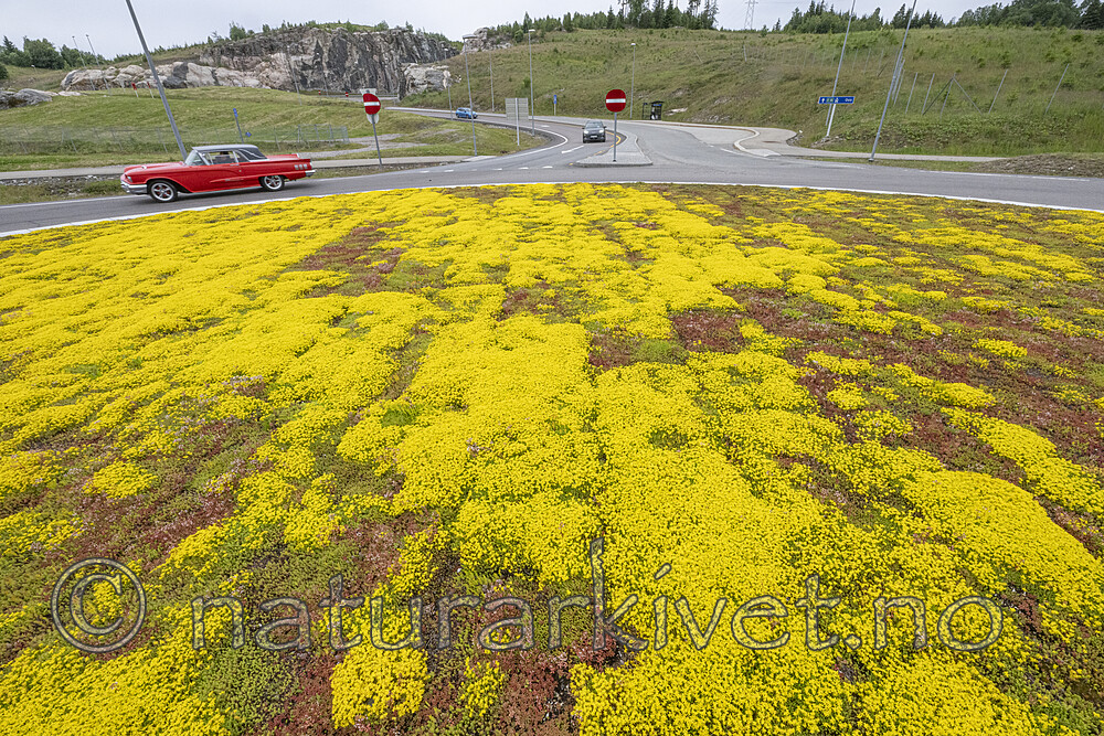 BB_20240615_0001 / Sedum acre / Bitterbergknapp