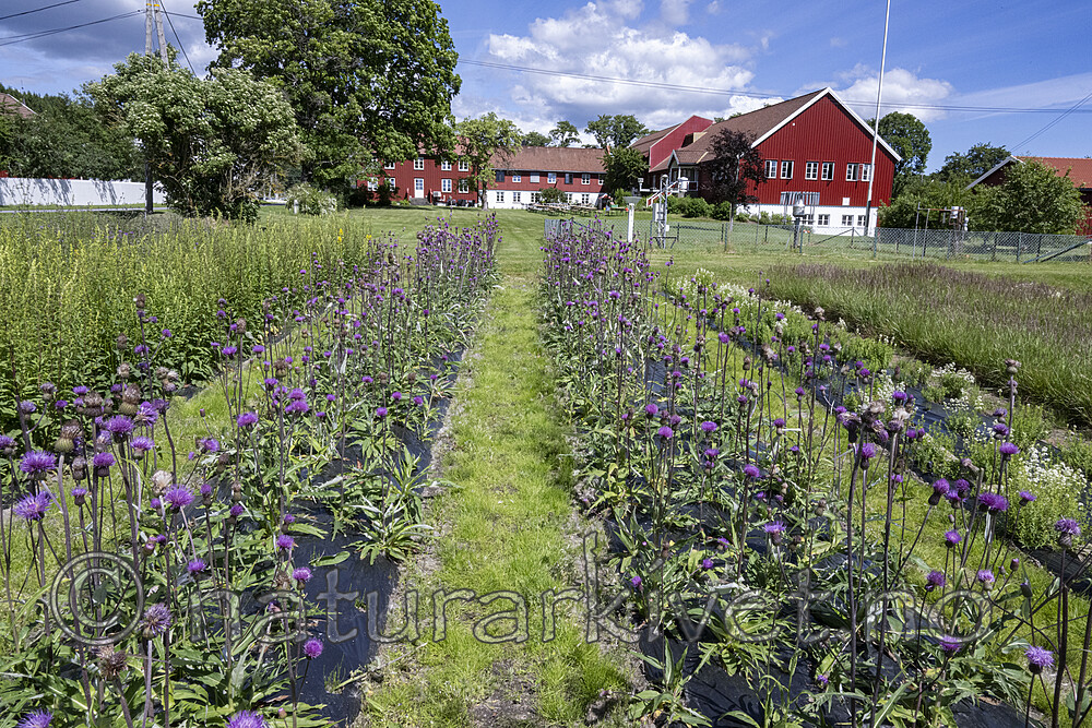 BB_20240619_0001 / Cirsium heterophyllum / Hvitbladtistel