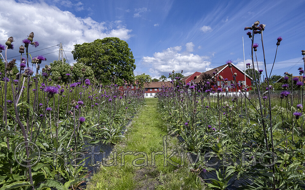 BB_20240619_0002 / Cirsium heterophyllum / Hvitbladtistel