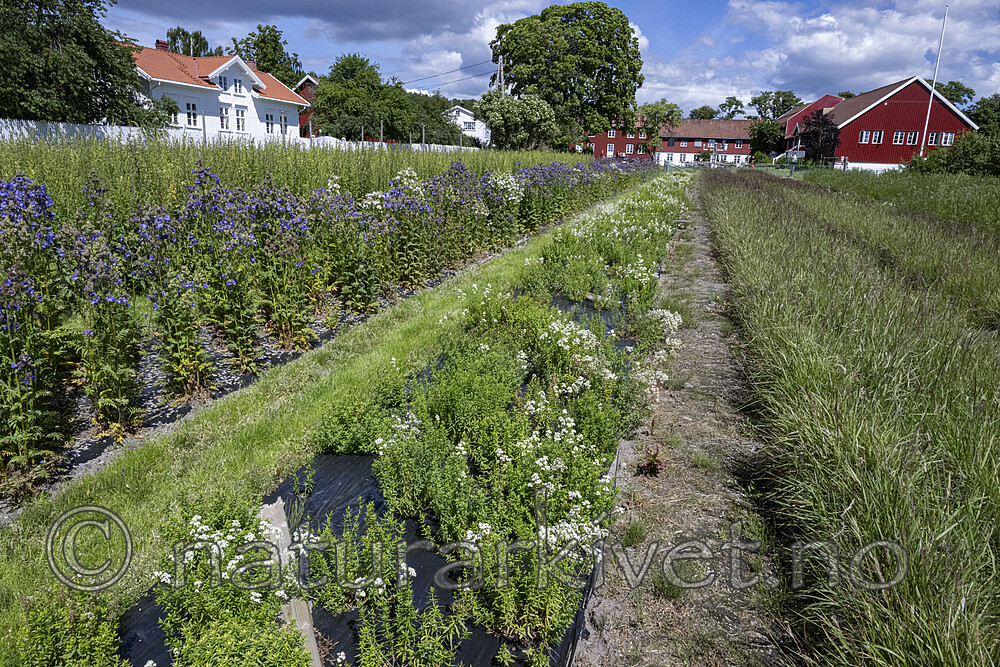 BB_20240619_0005 / Galium boreale / Hvitmaure <br /> Polemonium caeruleum / Fjellflokk