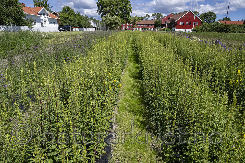 BB_20240619_0008 / Solidago virgaurea / Gullris