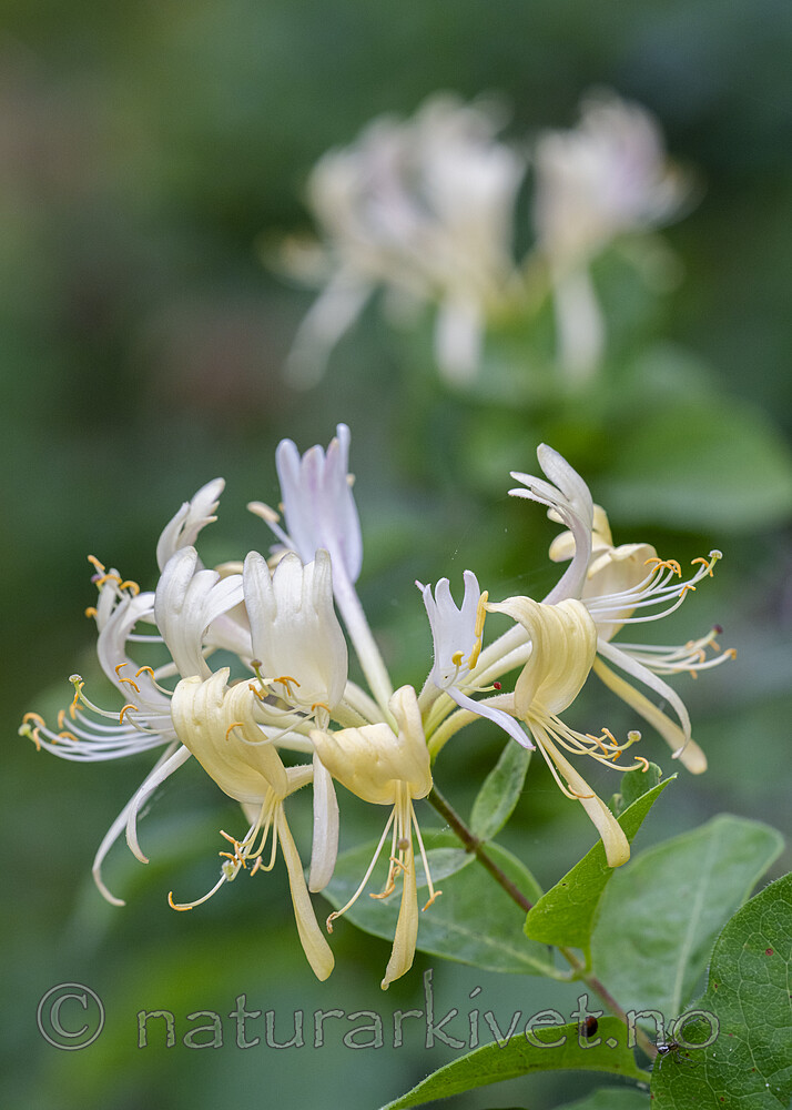 BB_20240630_0003 / Lonicera periclymenum / Vivendel