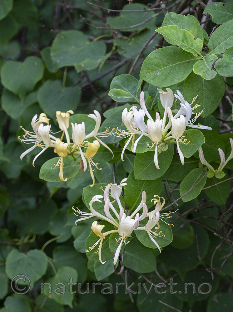 BB_20240630_0007 / Lonicera periclymenum / Vivendel