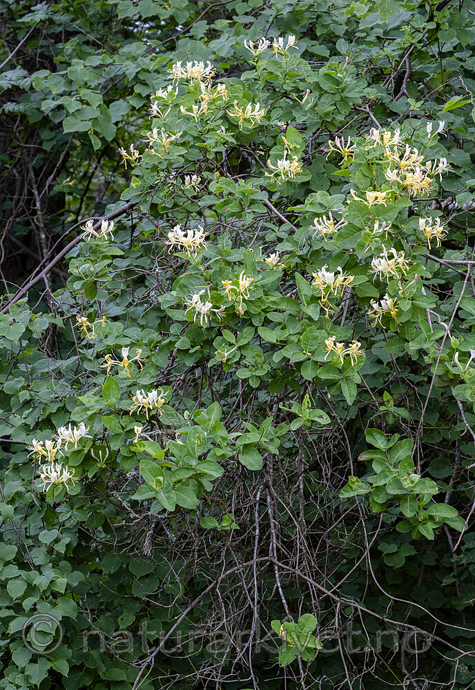 BB_20240630_0008 / Lonicera periclymenum / Vivendel
