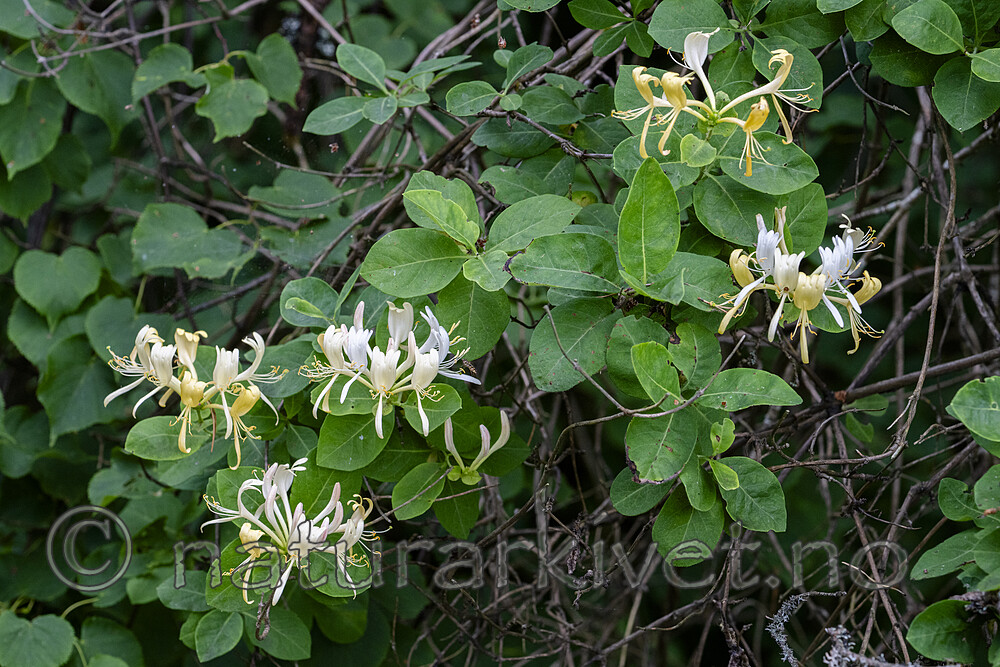 BB_20240630_0009 / Lonicera periclymenum / Vivendel