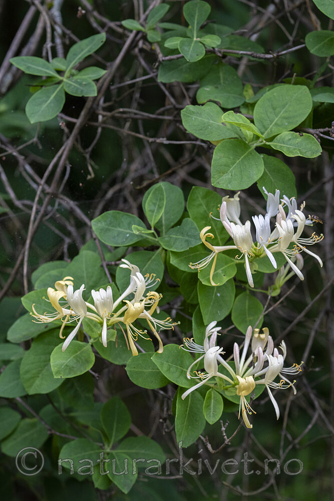 BB_20240630_0010 / Lonicera periclymenum / Vivendel