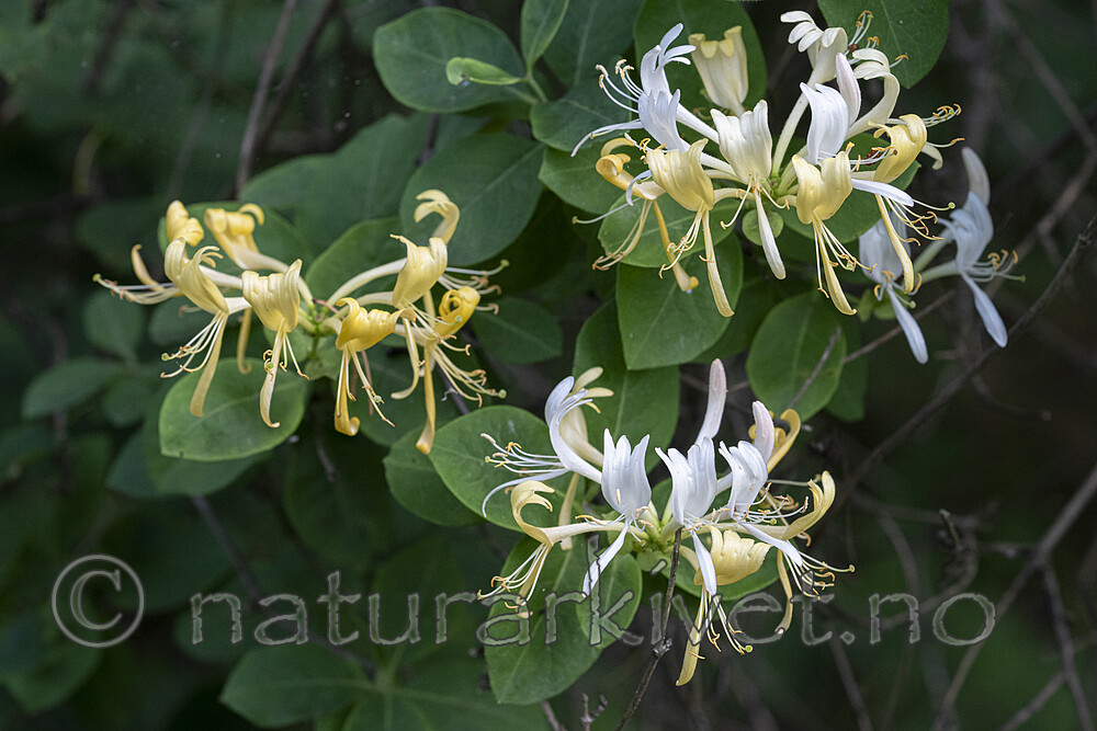 BB_20240701_0103 / Lonicera periclymenum / Vivendel