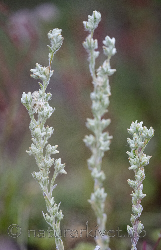 BB_20240702_0069 / Filago arvensis / Ullurt