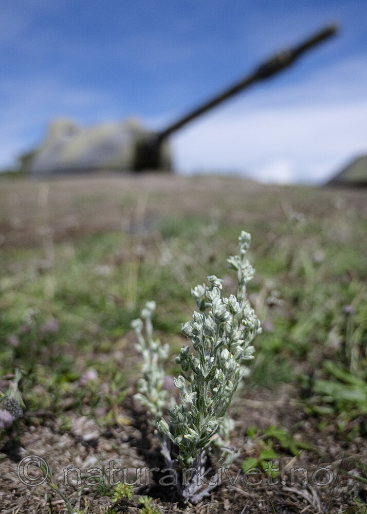 BB_20240703_0062 / Filago arvensis / Ullurt