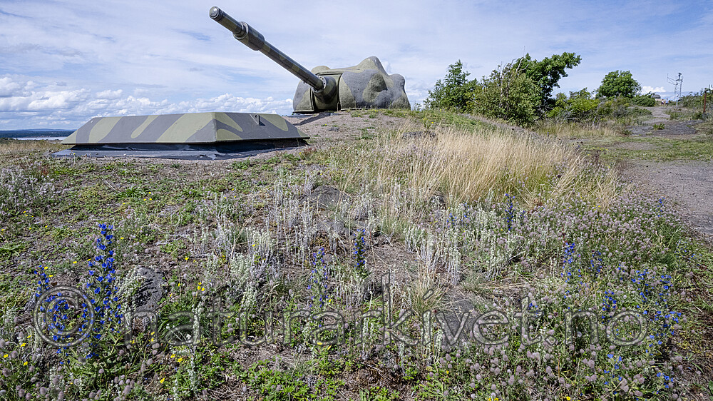 BB_20240703_0065 / Echium vulgare / Ormehode <br /> Filago arvensis / Ullurt