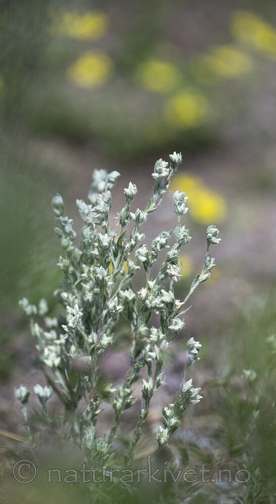 BB_20240703_0069 / Filago arvensis / Ullurt