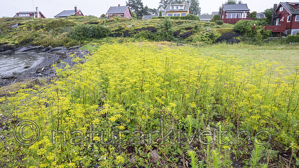 BB_20240710_0008 / Pastinaca sativa / Pastinakk