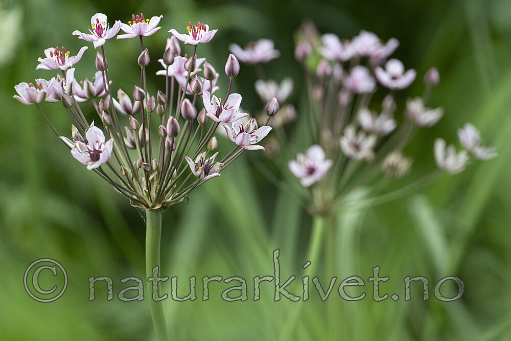 BB_20240713_0022 / Butomus umbellatus / Brudelys