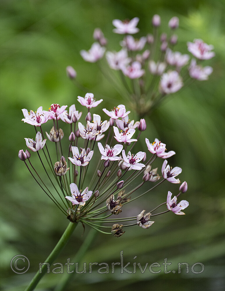 BB_20240713_0027 / Butomus umbellatus / Brudelys