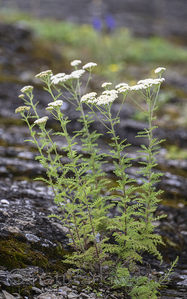 BB_20240715_0038 / Achillea nobilis / Engryllik