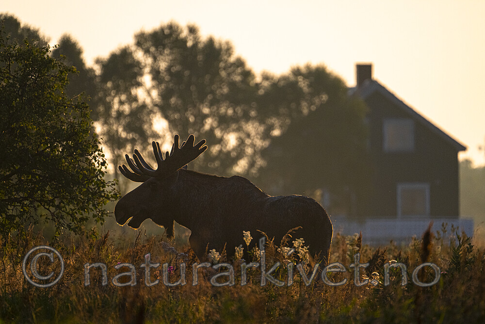 BB_20240804_0066 / Alces alces / Elg