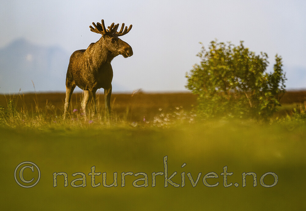 BB_20240805_0142-SharpenAI-Motion / Alces alces / Elg