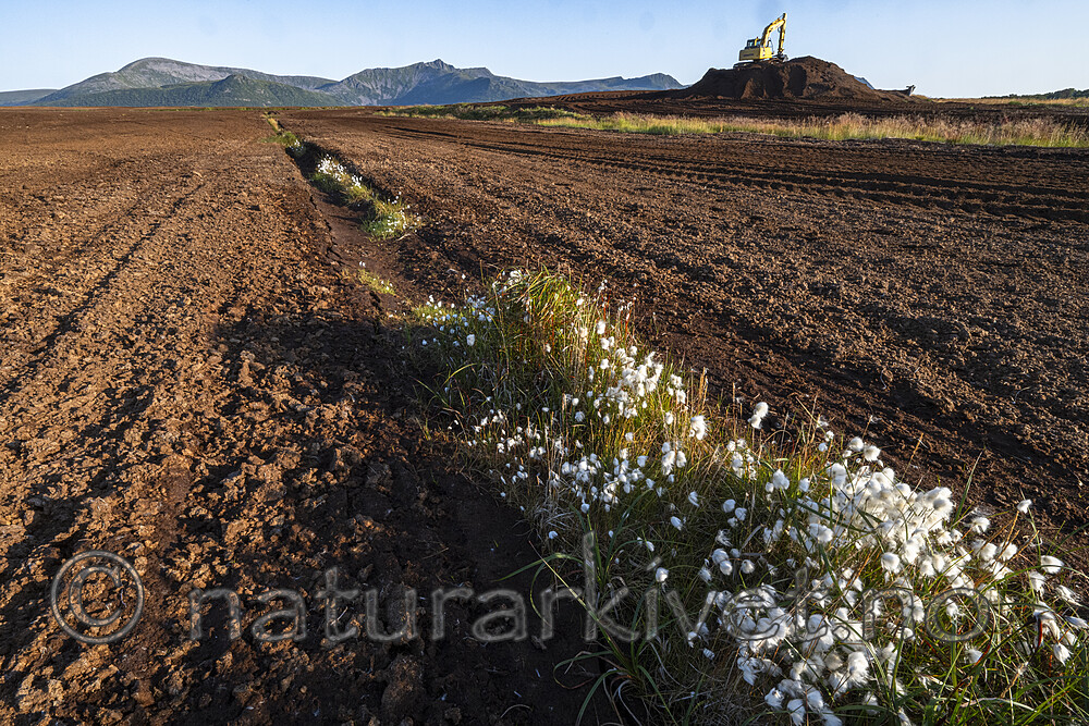 BB_20240806_0036 / Eriophorum scheuchzeri / Snømyrull