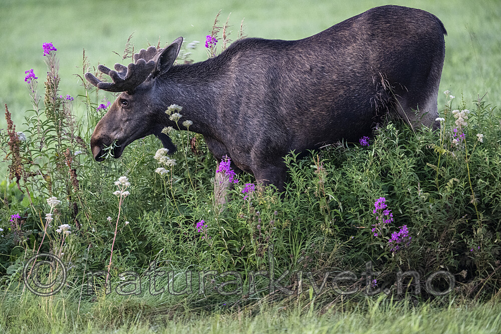 BB_20240806_0113 / Alces alces / Elg