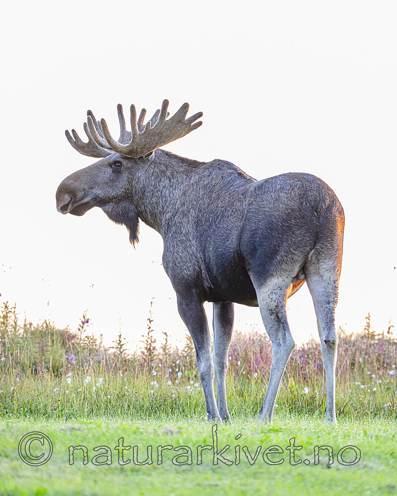 BB_20240806_0186 / Alces alces / Elg