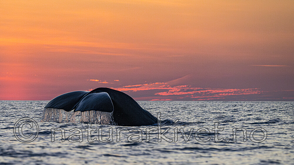 BB_20240806_0405 / Physeter catodon / Spermhval