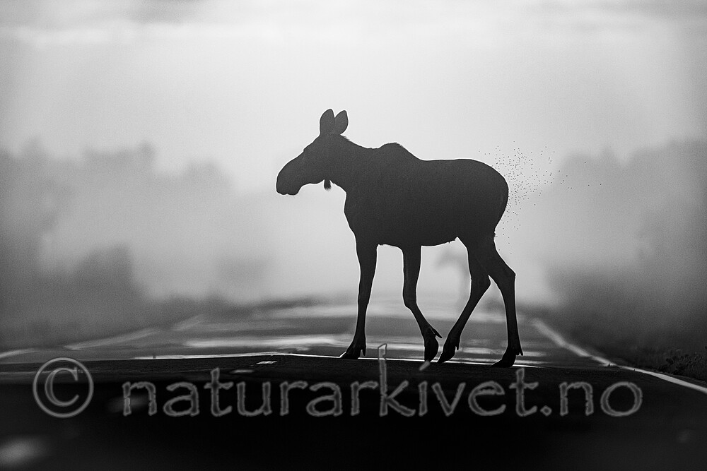 BB_20240807_0032 / Alces alces / Elg