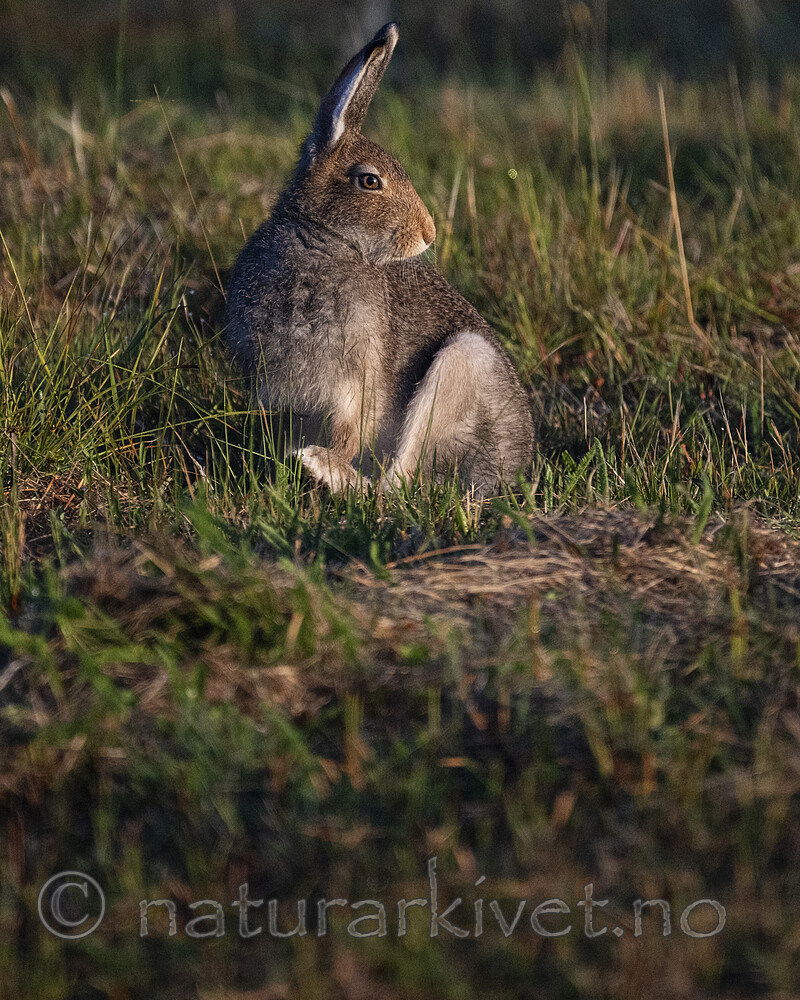 BB_20240807_0126 / Lepus timidus / Hare