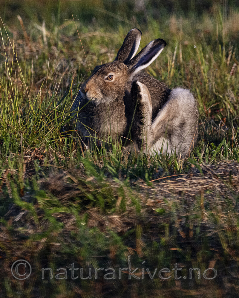 BB_20240807_0137 / Lepus timidus / Hare