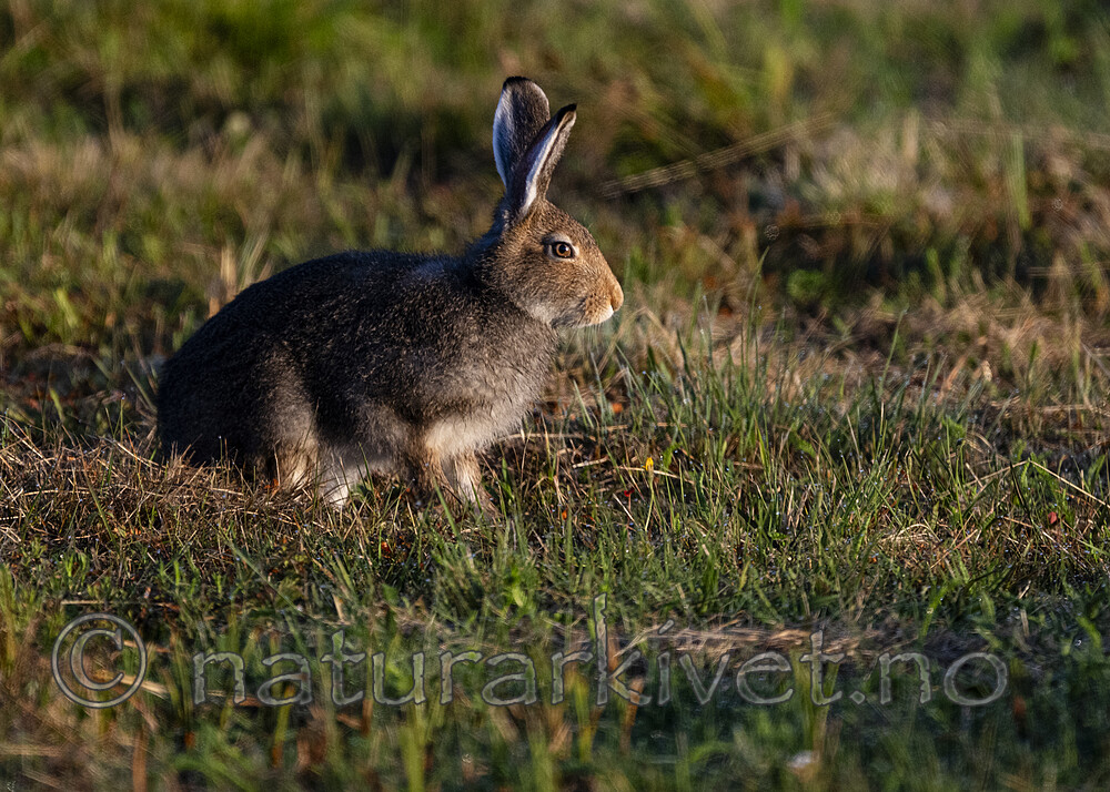 BB_20240807_0142 / Lepus timidus / Hare
