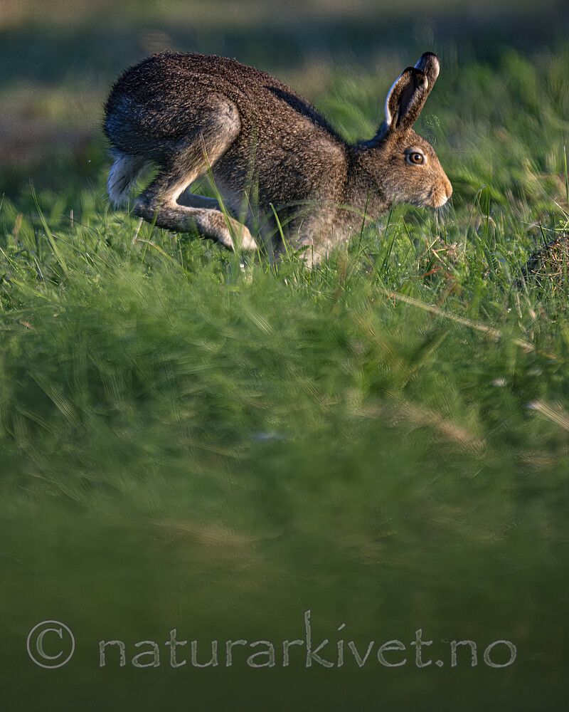 BB_20240807_0147-SharpenAI-Focus / Lepus timidus / Hare