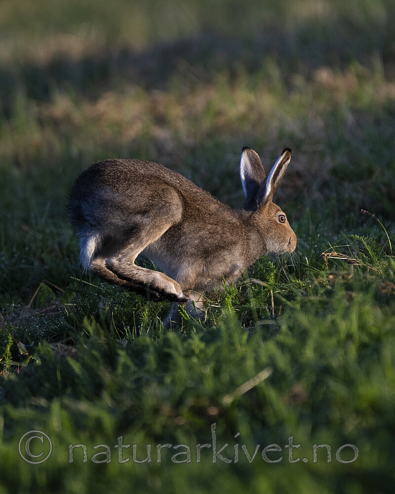 BB_20240807_0158 / Lepus timidus / Hare