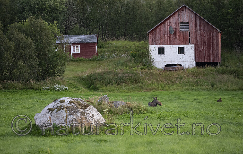 BB_20240808_0059 / Alces alces / Elg