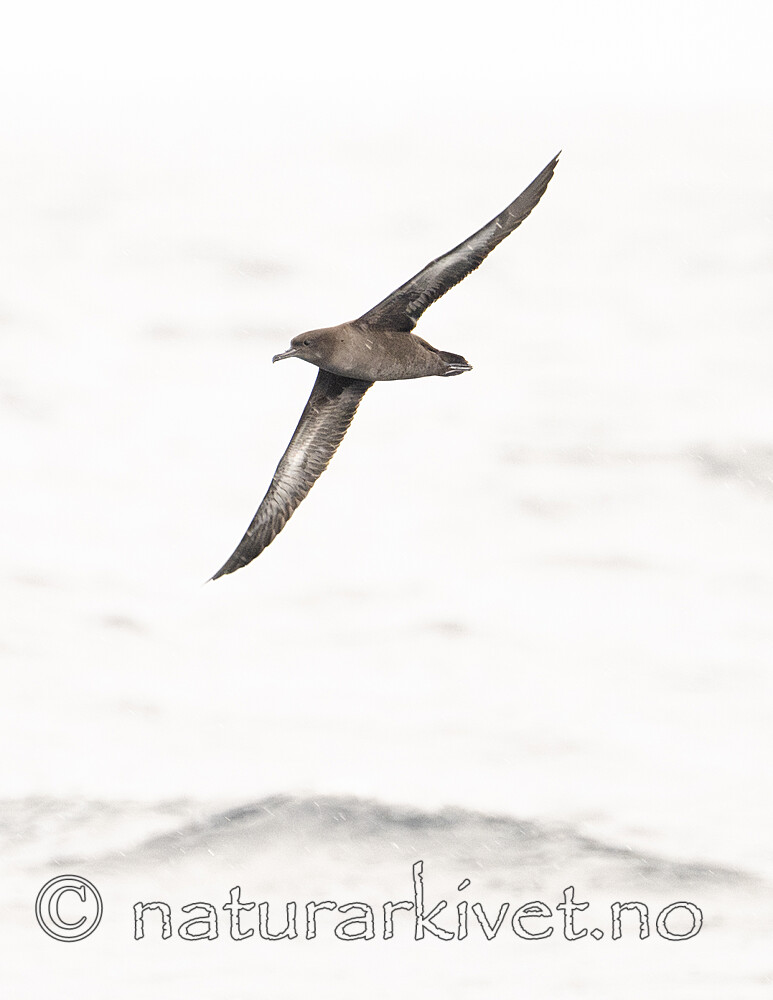 BB_20240809_0077 / Puffinus griseus / Grålire