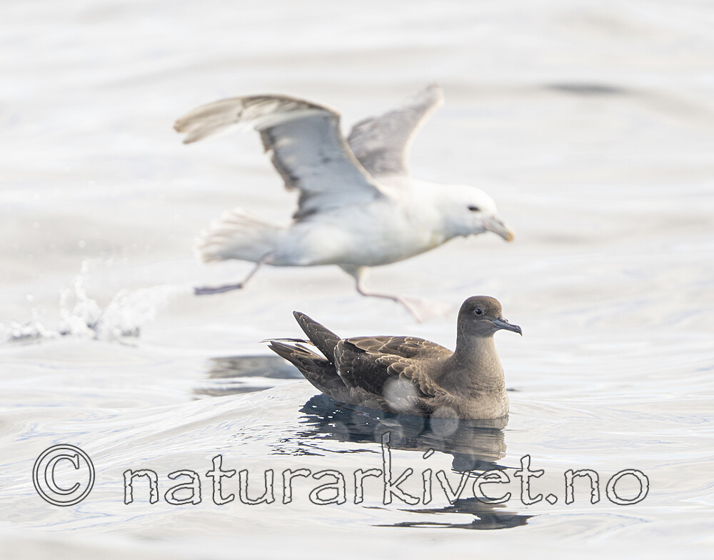 BB_20240809_0149 / Fulmarus glacialis / Havhest <br /> Puffinus griseus / Grålire