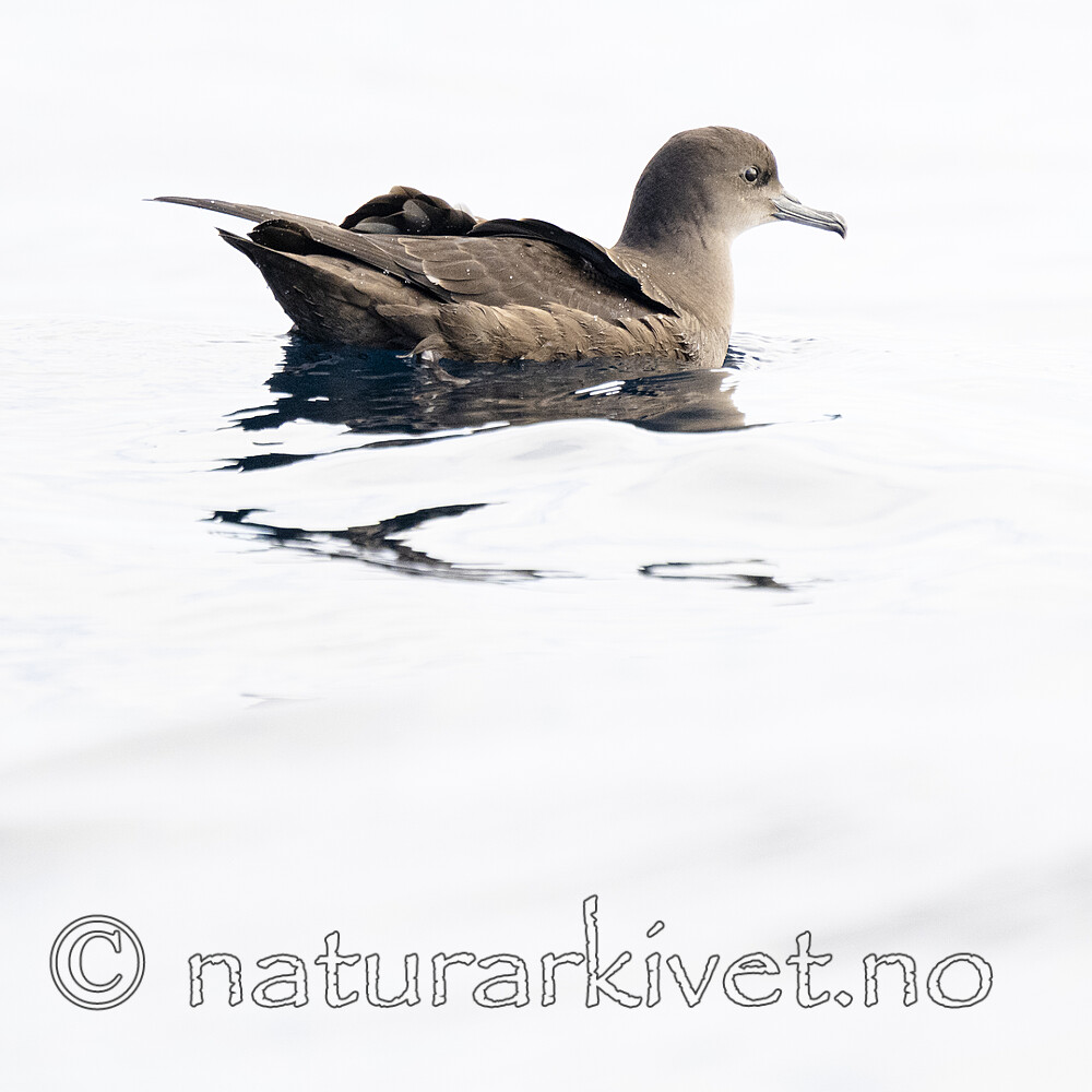 BB_20240809_0156 / Puffinus griseus / Grålire