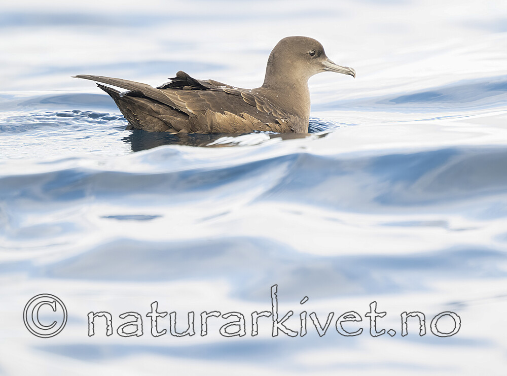 BB_20240809_0170 / Puffinus griseus / Grålire