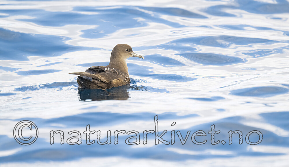 BB_20240809_0177 / Puffinus griseus / Grålire