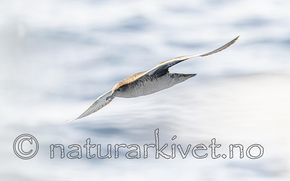 BB_20240809_0188 / Puffinus griseus / Grålire