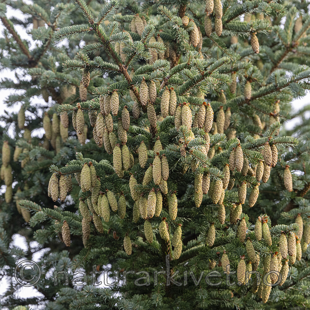 BB_20240811_0020 / Picea glauca / Hvitgran