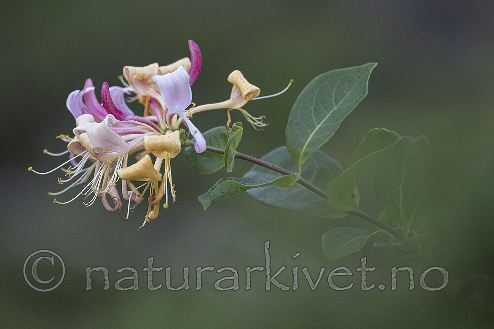 BB_20240818_0007 / Lonicera periclymenum / Vivendel