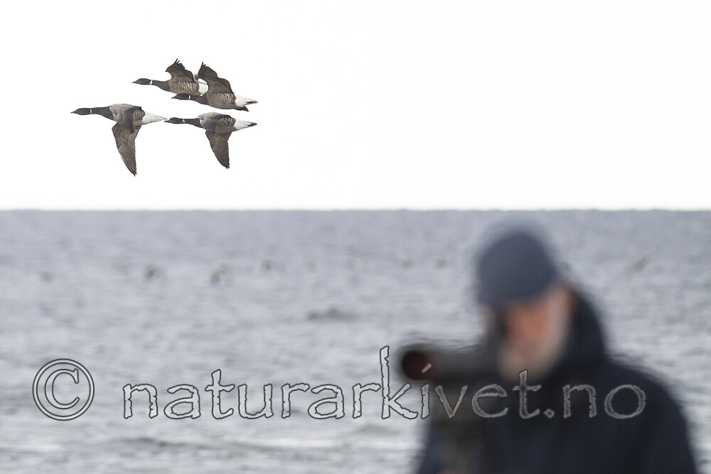 BB_20240930_0081-Forbedret-NR / Branta bernicla / Ringgås <br /> Branta bernicla bernicla