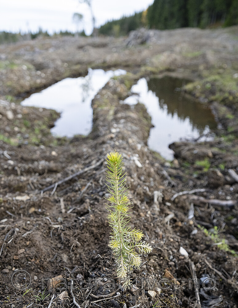 BB_20241006_0009 / Picea abies / Gran