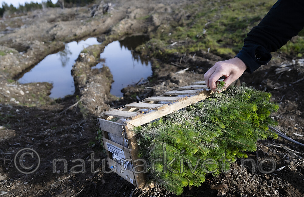 BB_20241006_0057 / Picea abies / Gran
