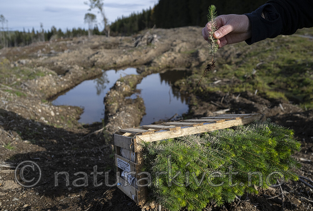 BB_20241006_0063 / Picea abies / Gran